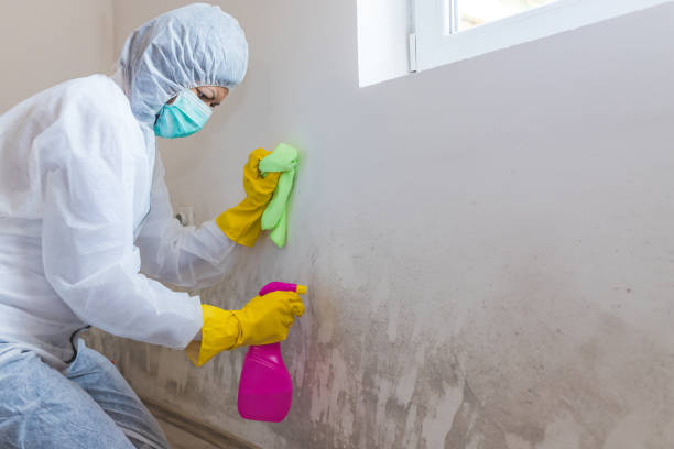 Best Environmental Consulting for Mold Prevention in Ahuimanu, HI